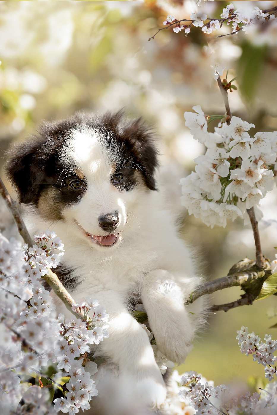 Des Bois De Nelliel - Chiots disponibles - Berger Australien