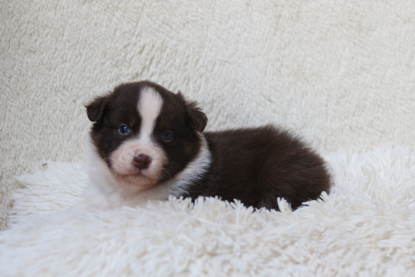 Des Bois De Nelliel - Chiots disponibles - Berger Australien