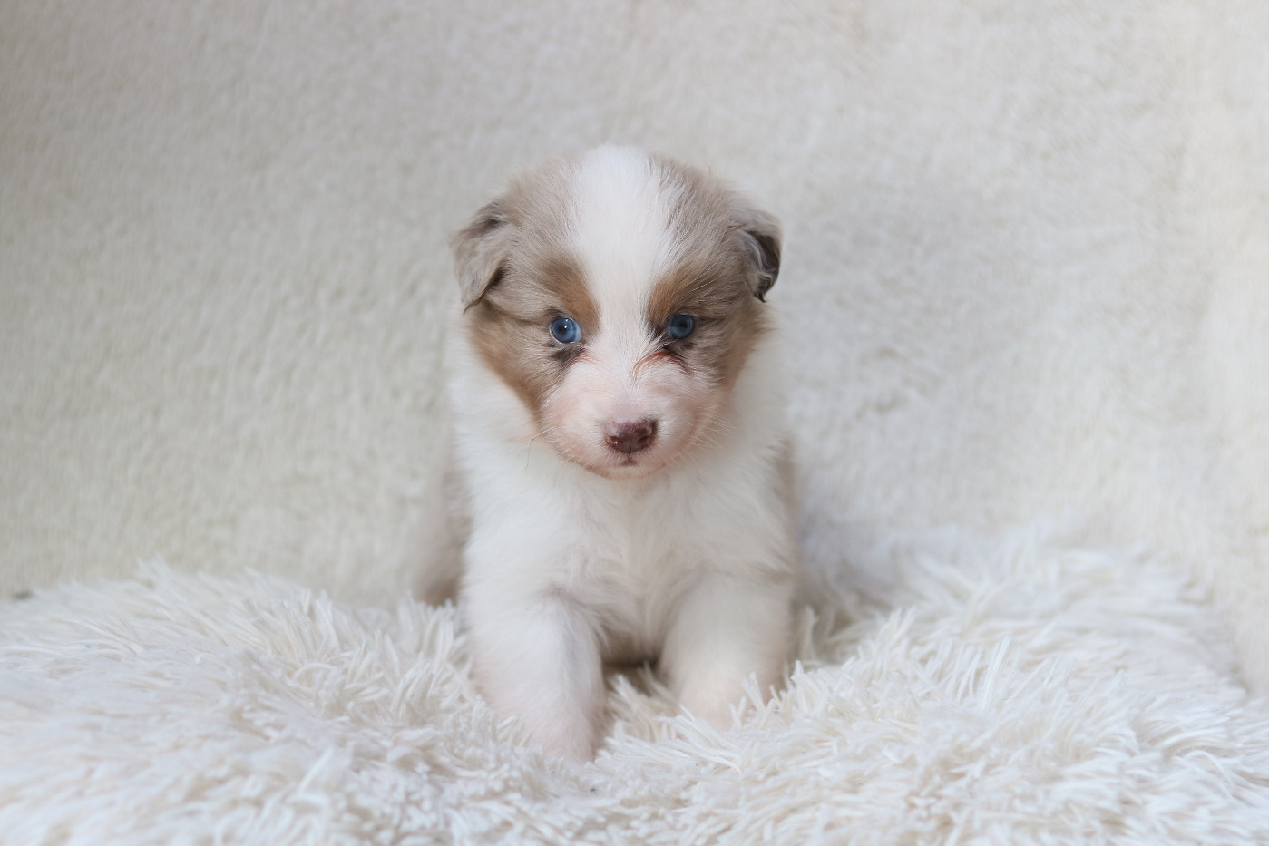 Des Bois De Nelliel - Chiots disponibles - Berger Australien