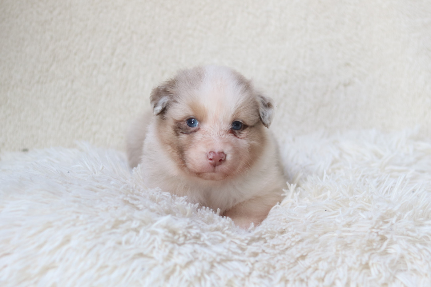 Des Bois De Nelliel - Chiots disponibles - Berger Australien
