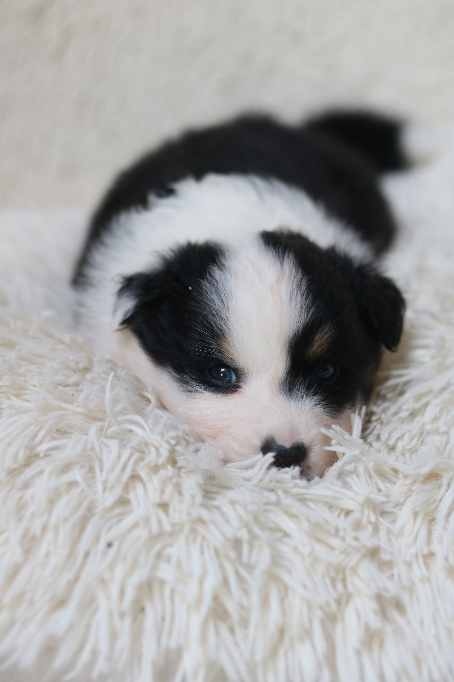 Des Bois De Nelliel - Chiots disponibles - Berger Australien