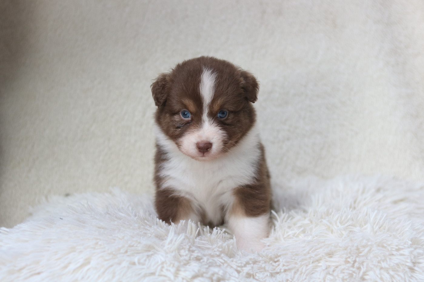 Des Bois De Nelliel - Chiots disponibles - Berger Australien
