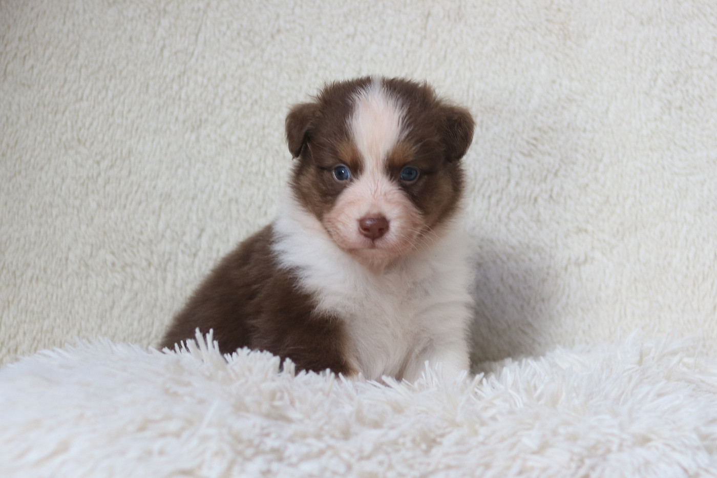 Des Bois De Nelliel - Chiots disponibles - Berger Australien