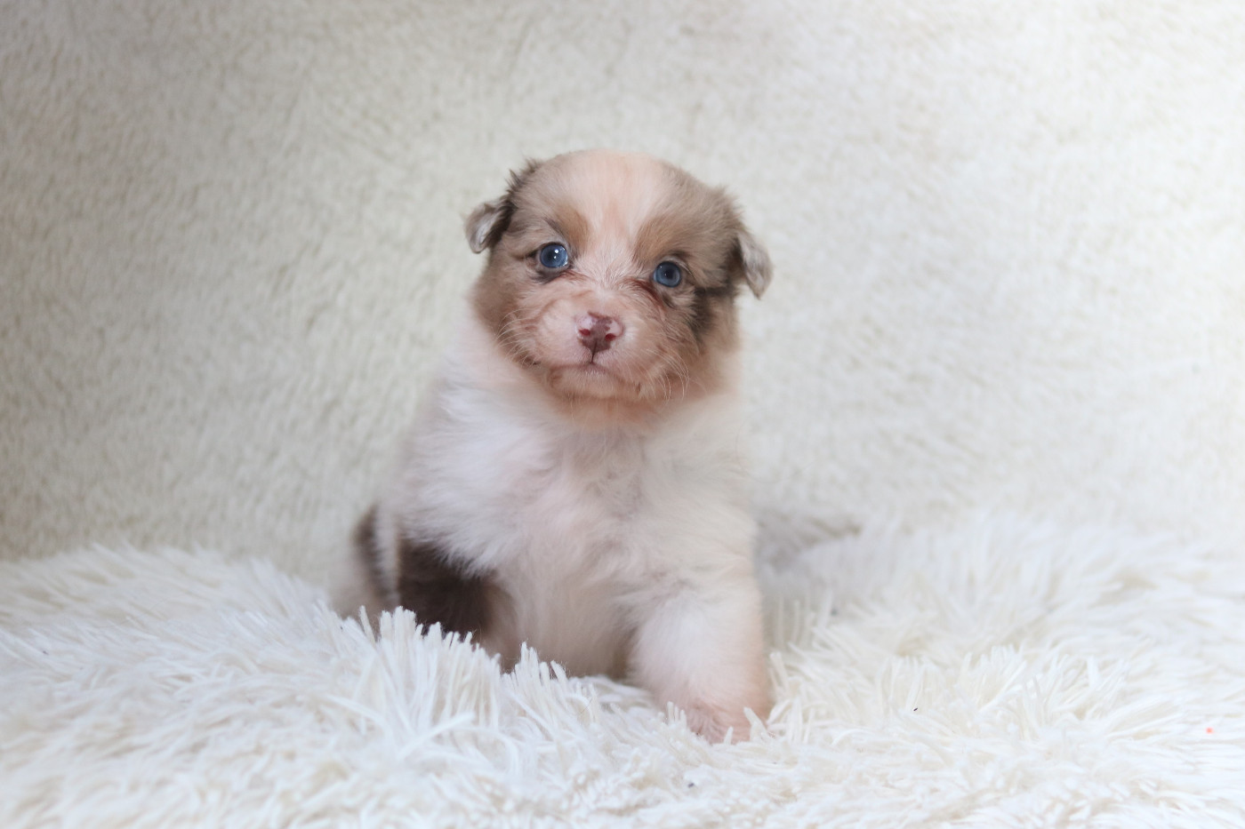 Des Bois De Nelliel - Chiots disponibles - Berger Australien