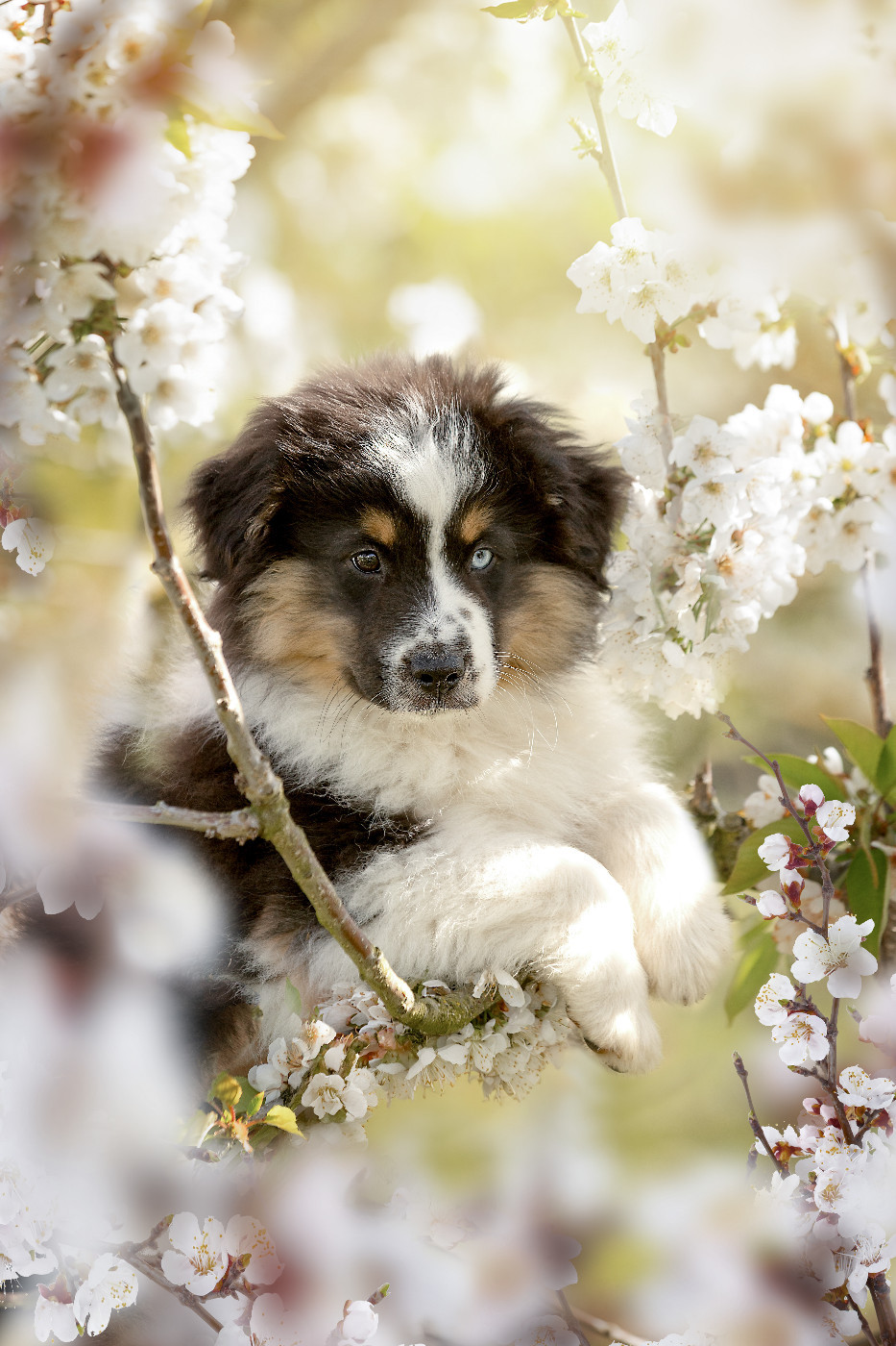 Des Bois De Nelliel - Chiots disponibles - Berger Américain Miniature 