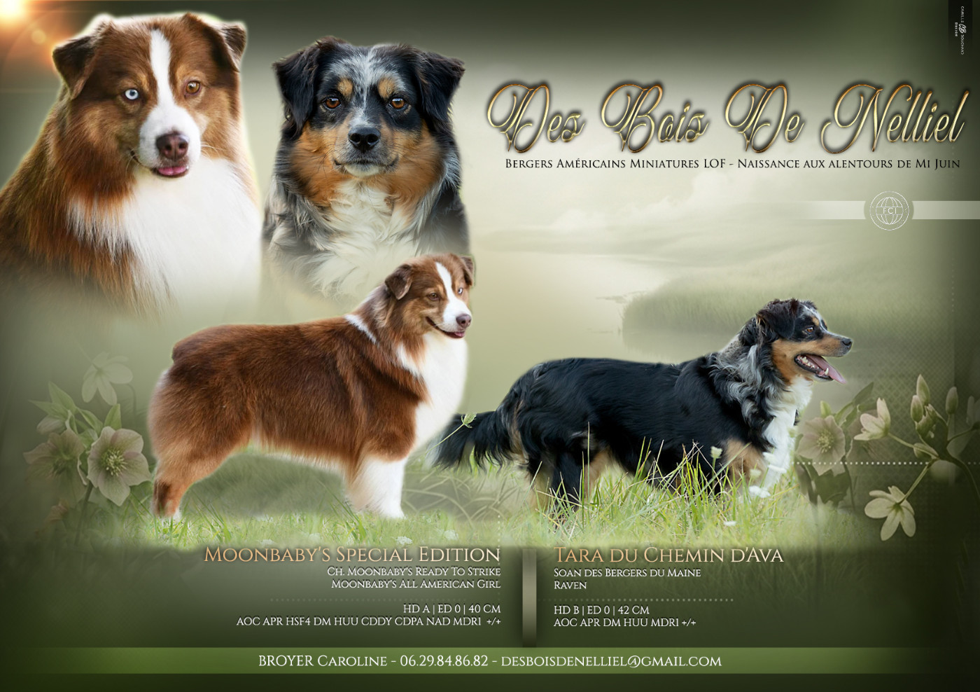 Chiot Berger Américain Miniature  Des Bois De Nelliel