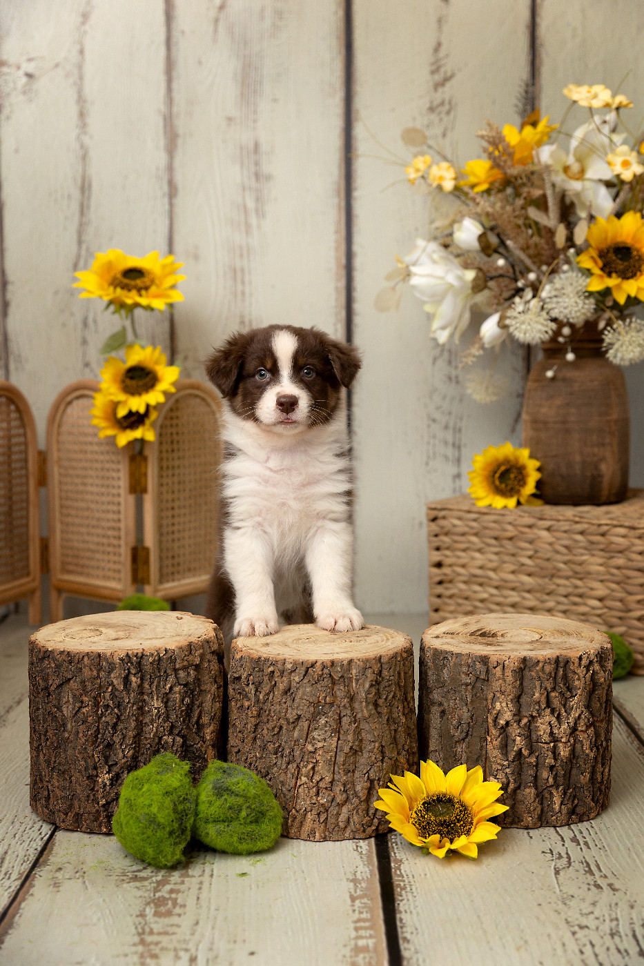 Des Bois De Nelliel - Chiots disponibles - Berger Australien