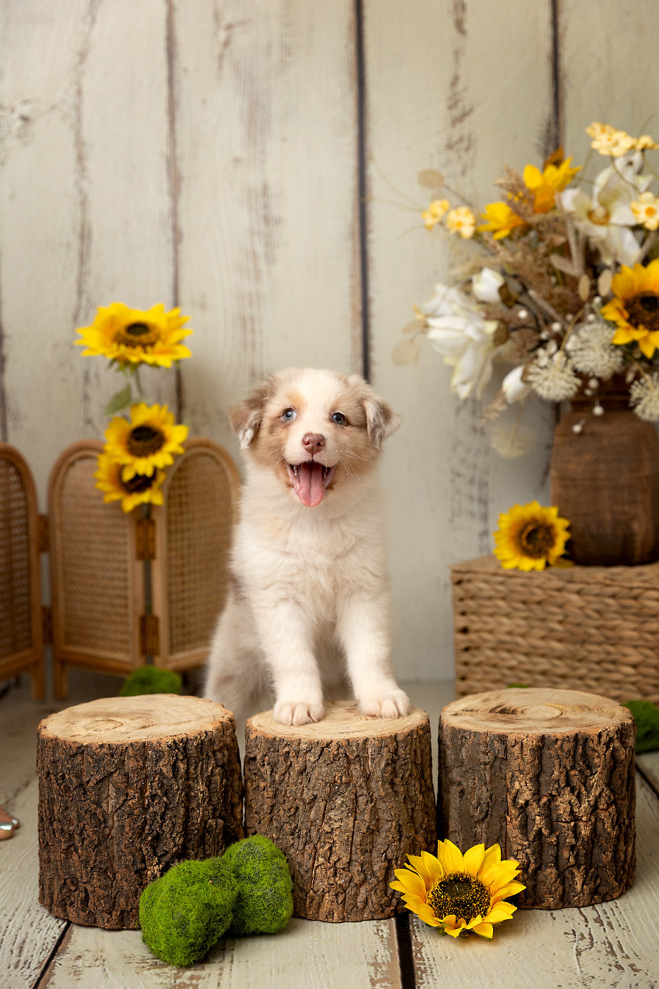 Des Bois De Nelliel - Chiots disponibles - Berger Australien