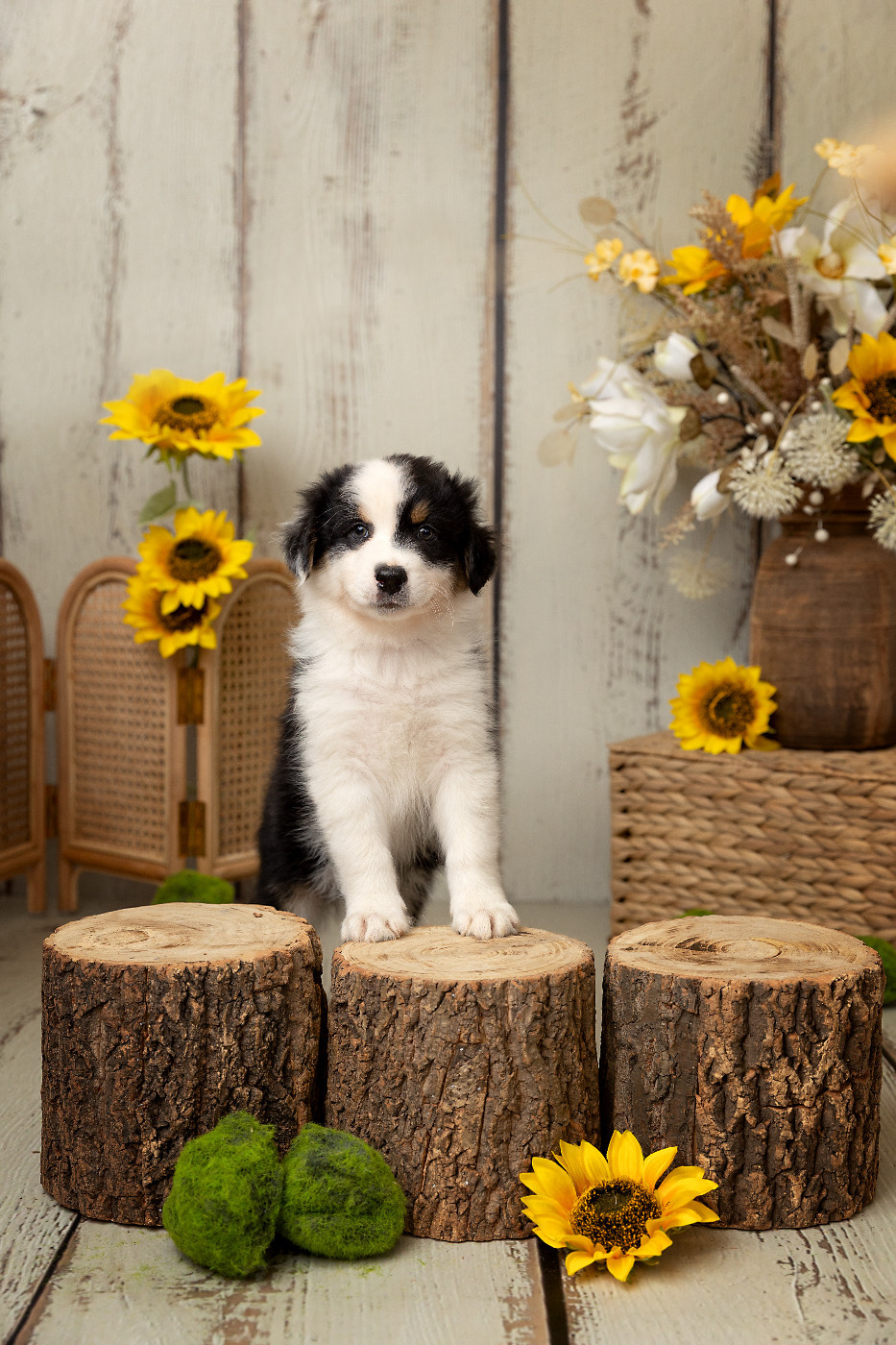 Des Bois De Nelliel - Chiots disponibles - Berger Australien