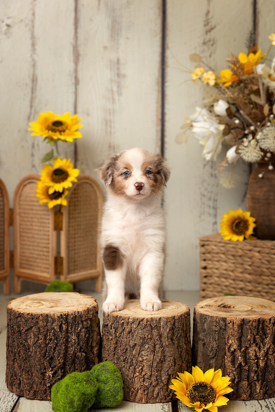 Des Bois De Nelliel - Chiots disponibles - Berger Australien