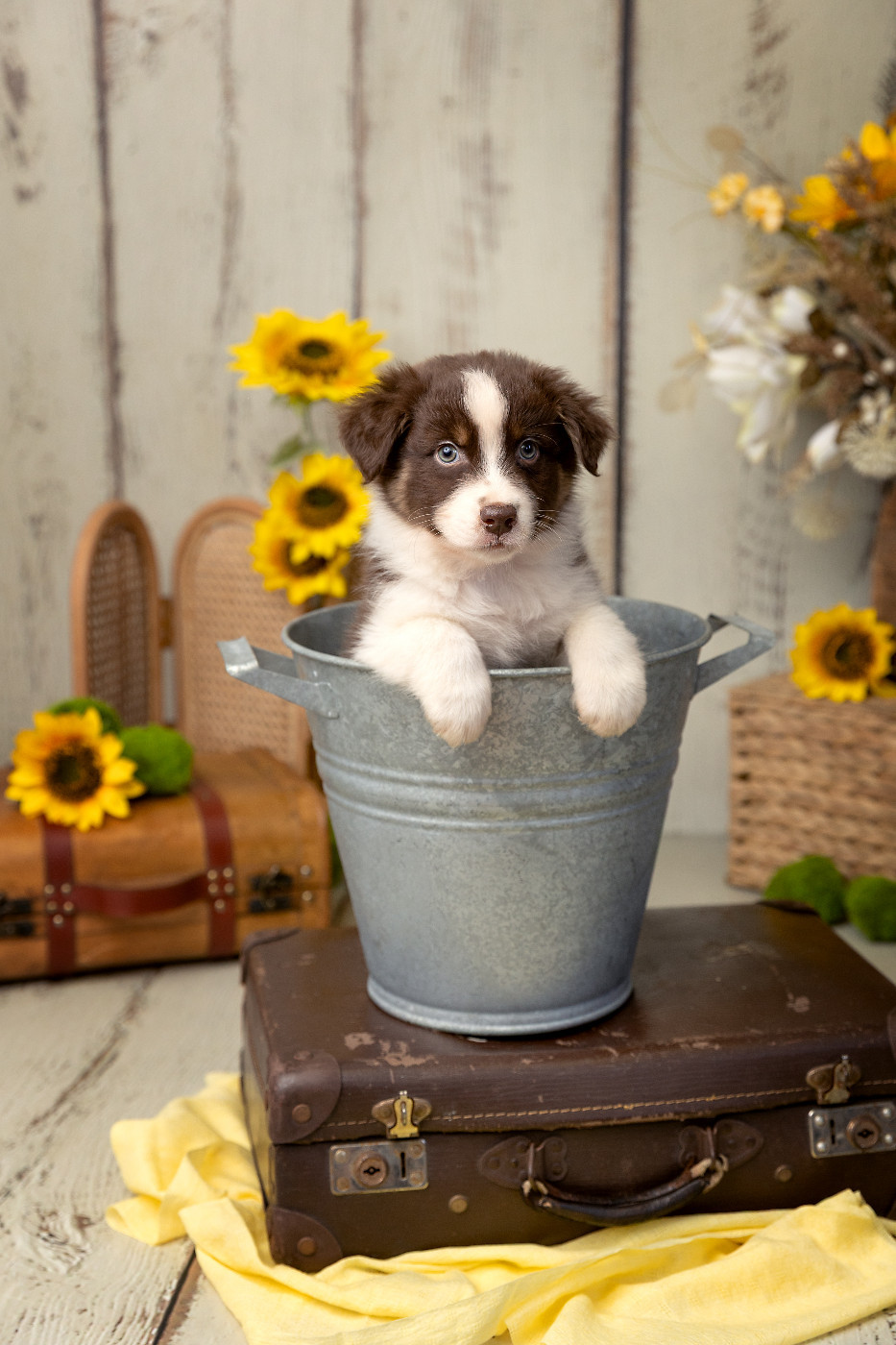 Des Bois De Nelliel - Chiots disponibles - Berger Australien