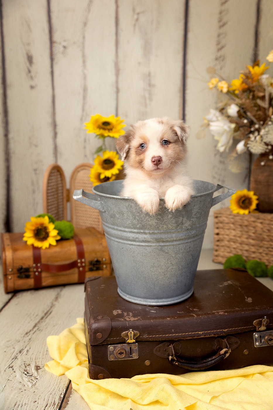 Des Bois De Nelliel - Chiots disponibles - Berger Australien