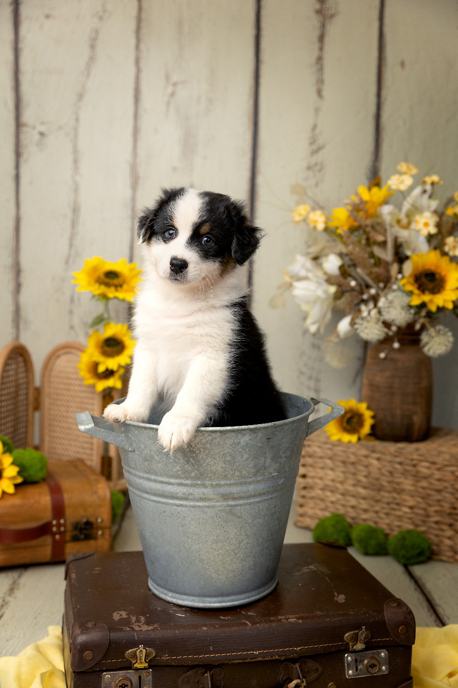 Des Bois De Nelliel - Chiots disponibles - Berger Australien