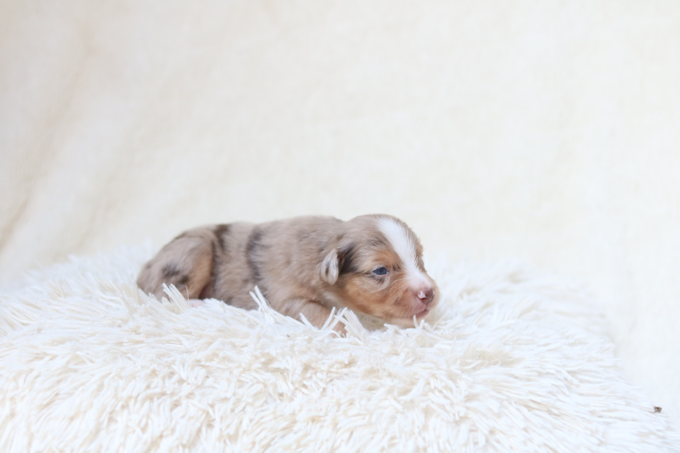 Des Bois De Nelliel - Chiots disponibles - Berger Américain Miniature 