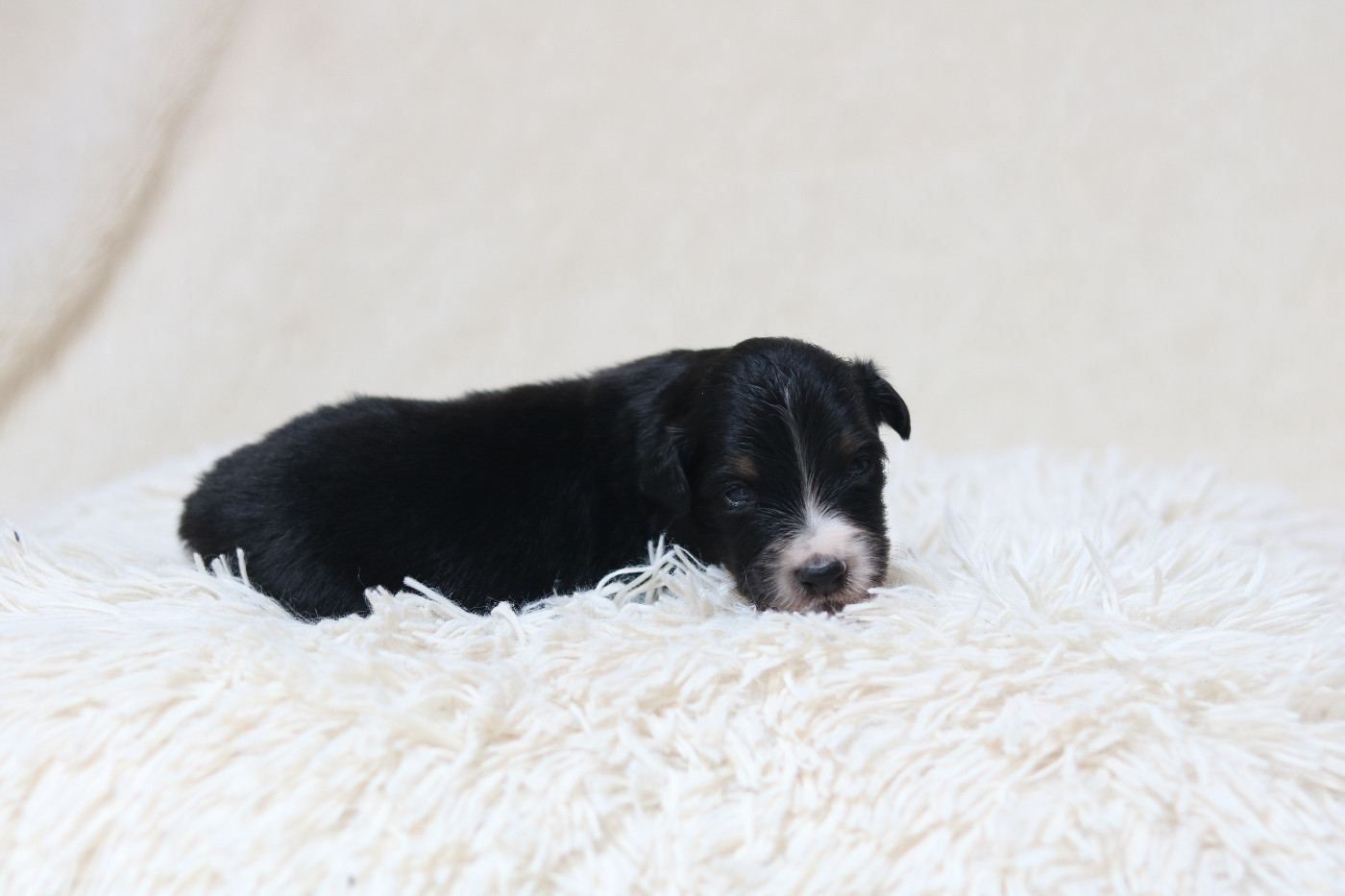 Des Bois De Nelliel - Chiots disponibles - Berger Américain Miniature 