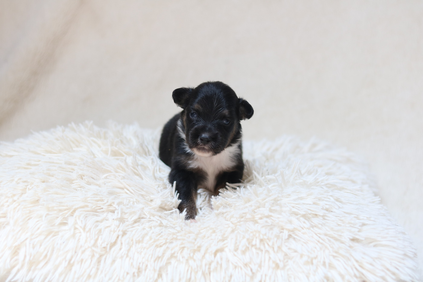 Des Bois De Nelliel - Chiots disponibles - Berger Américain Miniature 