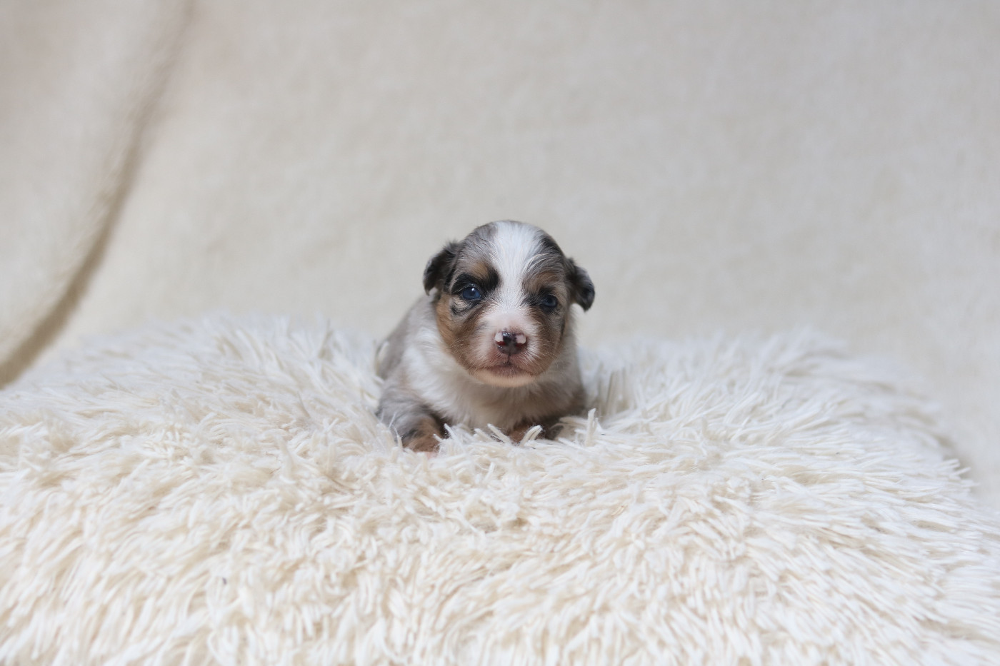 Des Bois De Nelliel - Chiots disponibles - Berger Américain Miniature 