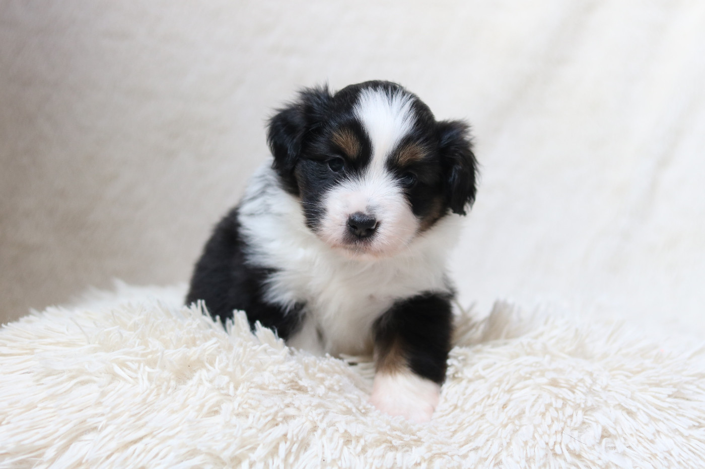 Des Bois De Nelliel - Chiots disponibles - Berger Américain Miniature 