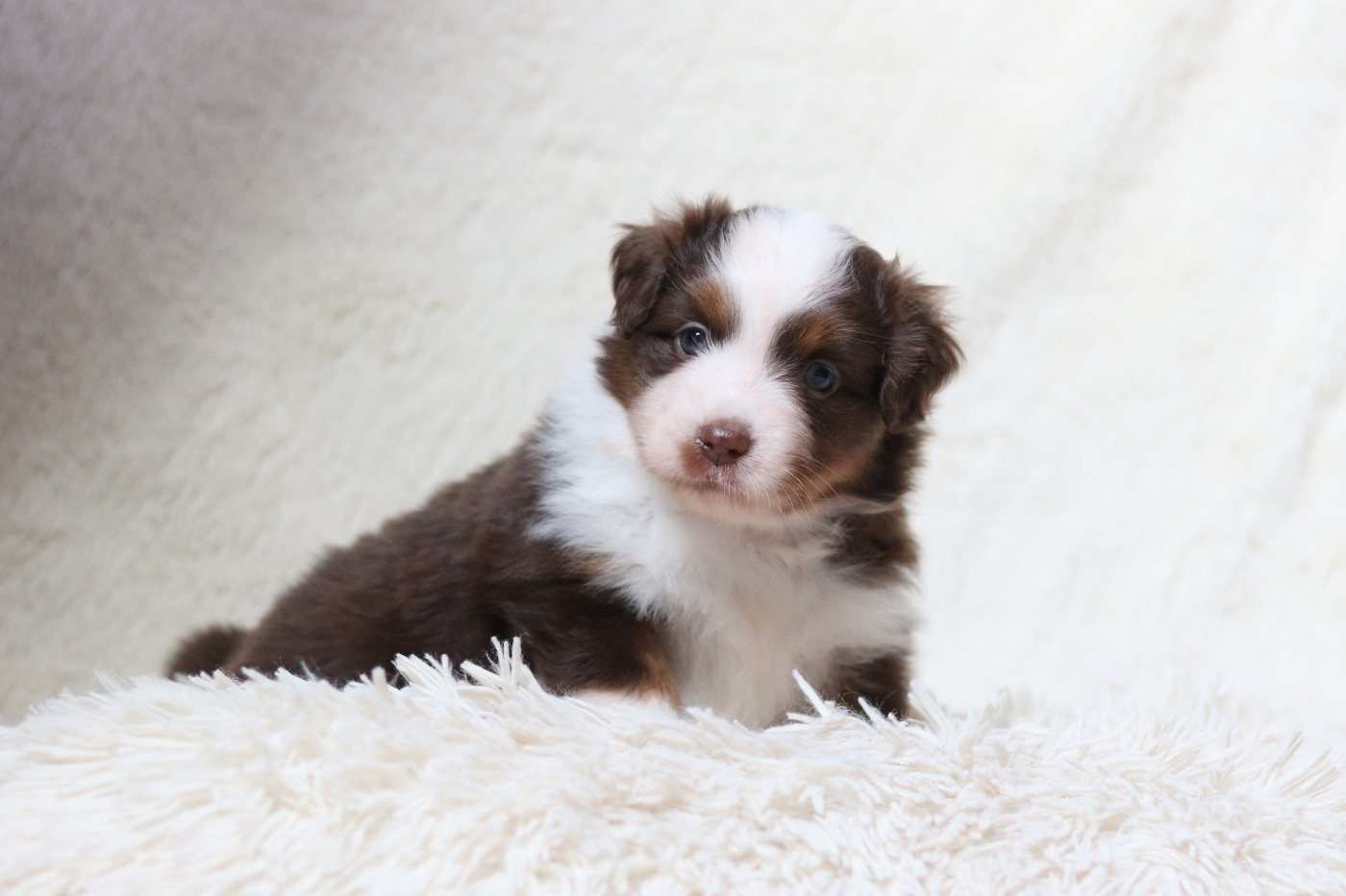 Des Bois De Nelliel - Chiots disponibles - Berger Américain Miniature 