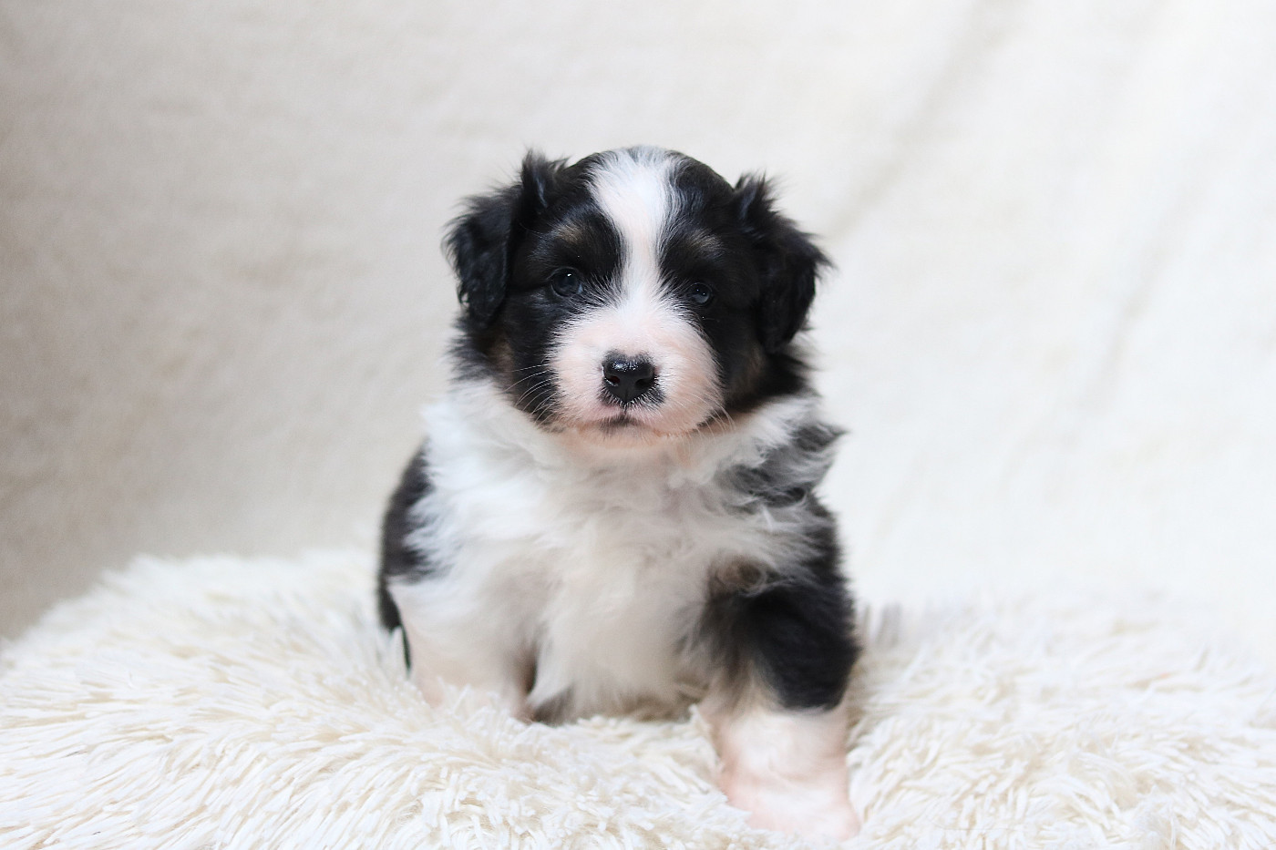 Des Bois De Nelliel - Chiots disponibles - Berger Américain Miniature 